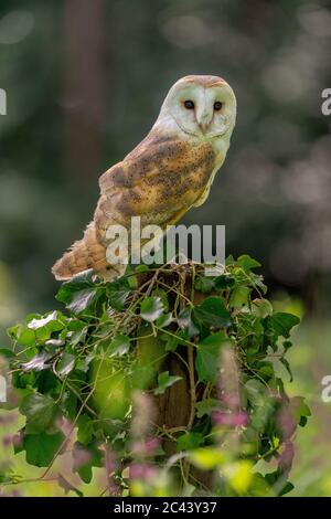 Barbagianni, Tyto alba, un rapace distintivo con piumaggio chiaro e un volto a forma di cuore. Foto Stock