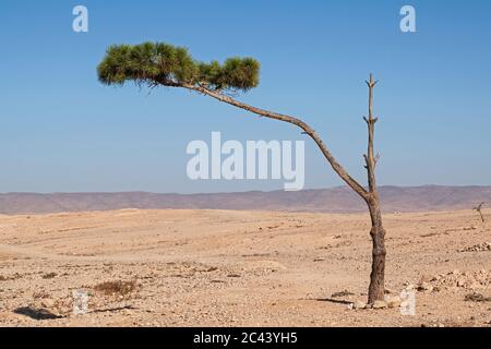 Un piccolo pino aleppo si aggrava in vita in una sezione abbandonata di Arad nel deserto di negev in Israele con le colline di Hevron sullo sfondo Foto Stock