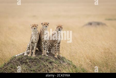 Tre fratelli adulti di ghepardo seduti su un grande tumulo di termite guardando allerta in Masai Mara Kenya Foto Stock