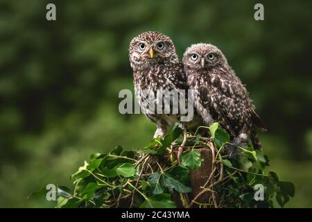 Coppia di piccole civette, Athene noctua, insieme mostrano il loro piumaggio macchiato distintivo e le espressioni caratteristiche. Foto Stock