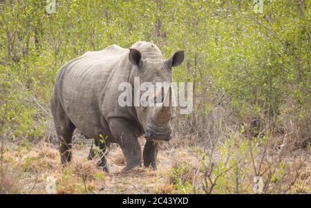 Un adulto maschio rhino bianco in piedi guardare allerta nel mezzo di verde cespuglio in Kruger Park Sud Africa Foto Stock