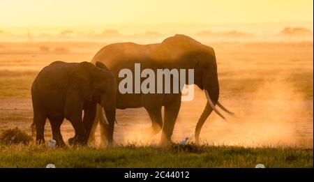 Due elefanti madre e giovane camminano insieme nelle pianure di Amboseli con garzette ai loro piedi Kenya Foto Stock