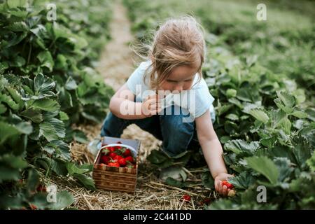 Ragazza che raccoglie fragole mature su campo Foto Stock