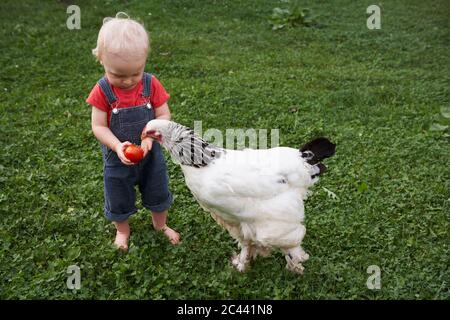 Ragazzino con un pollo Brahma in un prato Foto Stock