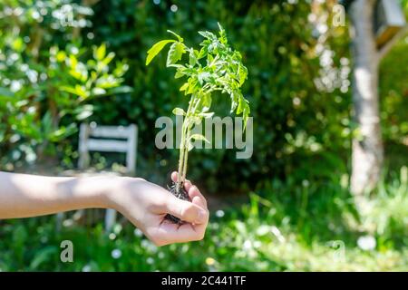 La mano della ragazza che tiene la pianta del pomodoro Foto Stock