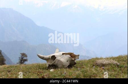 Scheletro di testa della mucca, nel prato di Himalaya inferiore. Foto Stock