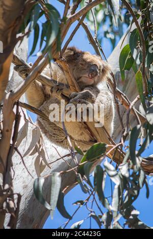 Koala in un albero Foto Stock