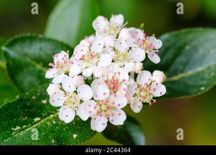 Fiori bianchi di amarena (Aronia melanocarpa) Foto Stock