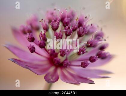 Primo piano di fioritura grande magistrale (astrantia Major) Foto Stock