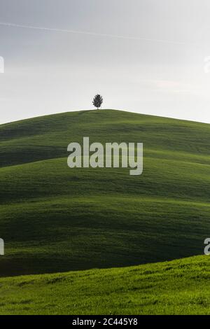 Italy, Tuscany, Lone tree on top of grassy hill Foto Stock