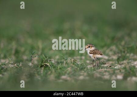 L'immagine del piccolo pulcino (Charadrius dubius), vicino Pune, Maharashtra, India, Asia Foto Stock