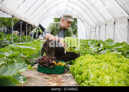 Coltivatore che raccoglie una scatola di insalata, agricoltura biologica Foto Stock