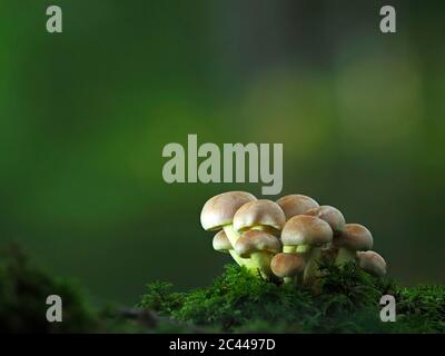 Primo piano di funghi kuehneromyces che crescono nella foresta Foto Stock