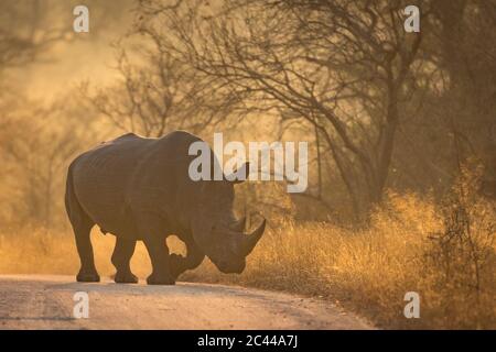 Un rinoceronte bianco maschile adulto che cammina sulla strada in una luce dorata del mattino a Kruger Park, Sudafrica Foto Stock