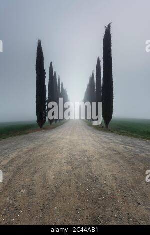 Italia, Toscana, filari di cipressi lungo una strada sterrata vuota durante il tempo foggoso Foto Stock