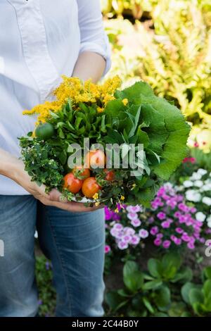 Donna che mantiene una ciotola di raccolte di erbe selvatiche acetosa, origano, coltsfoot, herb gerard, Ortica, oro e pomodori Foto Stock