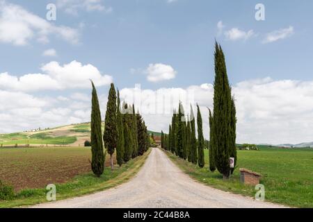 Italia, Toscana, filari di cipressi lungo la vuota campagna strada sterrata in giornata di sole Foto Stock