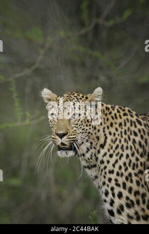 Ritratto verticale di un vecchio leopardo maschile con lunghi whisker con sfondo verde nel Kruger Park Sud Africa Foto Stock