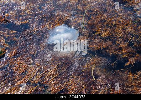 La superficie dell'acqua in cui i meduse nuotano in alghe. Foto Stock