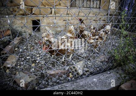 Polli che mangiano in una gabbia, dettaglio di uccelli domestici Foto Stock