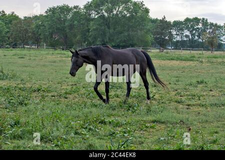 Giovane e bel cavallo, eseguito durante la passeggiata e pascolo in un recinto recintato. Foto Stock