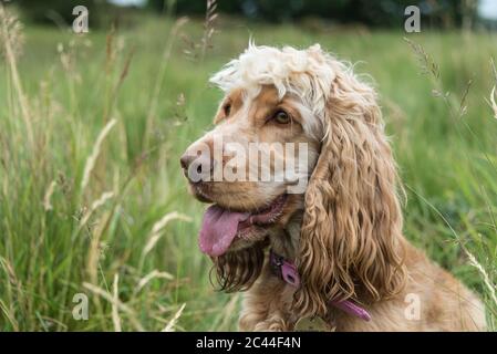 Cocker Spaniel in erba lunga. Foto Stock