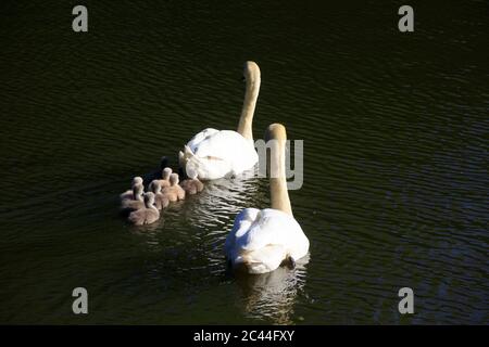 Germania, Sassonia, due cigni adulti che nuotano in lago con i cigneti Foto Stock