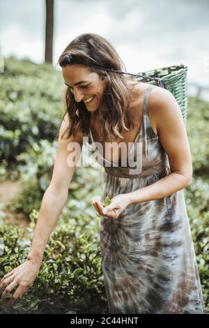 Sri Lanka, Provincia Centrale, Katukithula, Ritratto di donna adulta che raccoglie il tè in piantagione Foto Stock