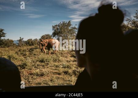 Sri Lanka, provincia di Sabaragamuwa, Udawalawe, elefante visto durante il safari nel Parco Nazionale di Udawalawe Foto Stock