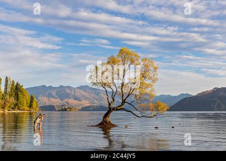 Nuova Zelanda, Otago, uomo fotografando Wanaka Tree e uccelli nuotare intorno Foto Stock