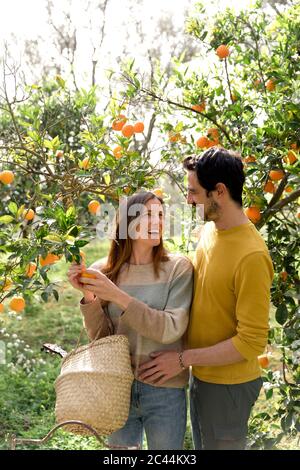 Coppia allegra che raccoglie arance organiche da albero in fattoria Foto Stock