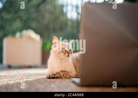 Cat guardando il computer portatile sdraiato su un pavimento in pietra Foto Stock