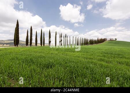 Italia, Toscana, prato erboso e strada rurale alberata in giornata di sole Foto Stock