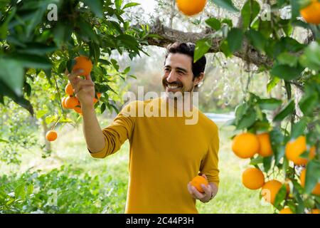 Sorridente uomo maturo che raccoglie arance mentre si trova in azienda agricola biologica Foto Stock