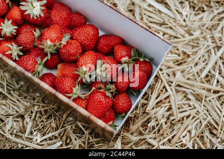 Fragole mature in cesto su campo Foto Stock