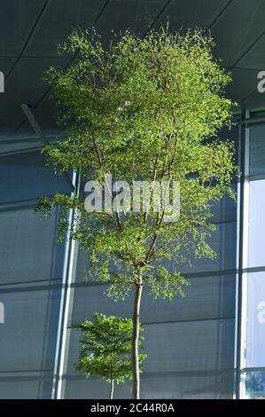 Albero di fronte alla BMW Welt a Monaco, Baviera, Germania Foto Stock