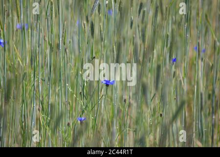 Germania, Sassonia, Cornflowers (Centaurea cyanus) fiorente in un prato primaverile Foto Stock
