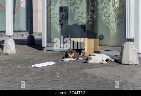 Due gatti vagi che si trovano nella strada della città vecchia di riga Foto Stock