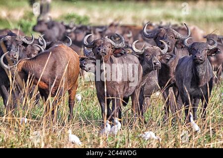 Repubblica Democratica del Congo, mandria di bufali africani (Sincerus caffer) nel Parco Nazionale di Garamba Foto Stock