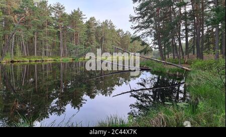 Passeggia lungo il lago tra gli alberi in una soleggiata giornata di primavera. Foto Stock