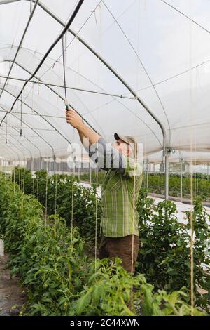 Coltivatore che controlla il sistema di irrigazione in serra Foto Stock