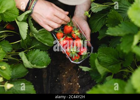 Recipiente in plastica per la mano maschile con fragole appena raccolte, agricoltura biologica Foto Stock