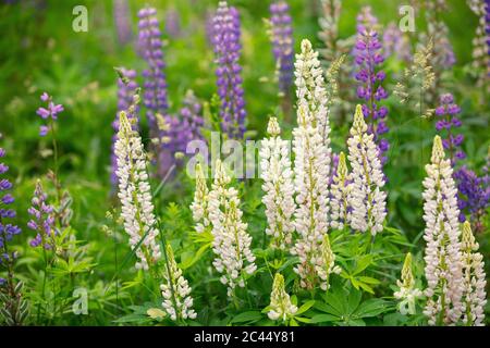 Fiori selvatici di Lupin. Primavera fiori natura sfondo Foto Stock
