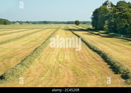 Erba con erba muta rastrellata per haymaking Foto Stock