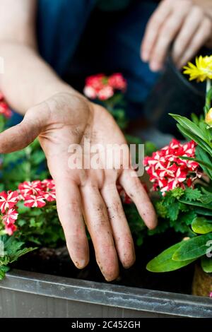 Donna piante fiori in una scatola di fiori Foto Stock