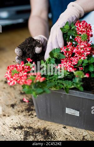 Donna piante fiori in una scatola di fiori Foto Stock