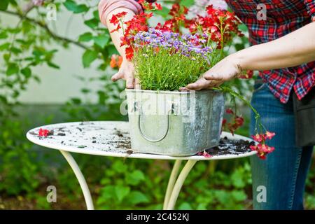 Donna piante fiori in una scatola di fiori Foto Stock