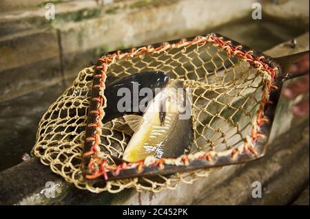 Carpa nella rete da pesca Foto Stock