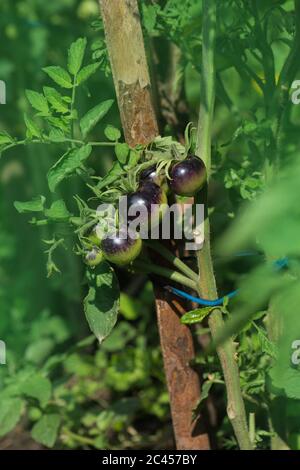 Coltivazione di pomodori biologici. Pianta di pomodoro nero e frutta. Pomodori in serra Foto Stock