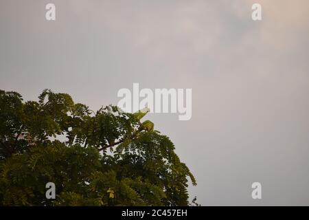 un paio di pappagalli indiani verdi seduti sulla cima del ramo dell'albero. Foto Stock